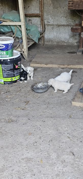 Bichon Talie Mica