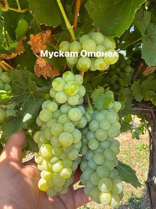 Грозде Совиньон и Мускат