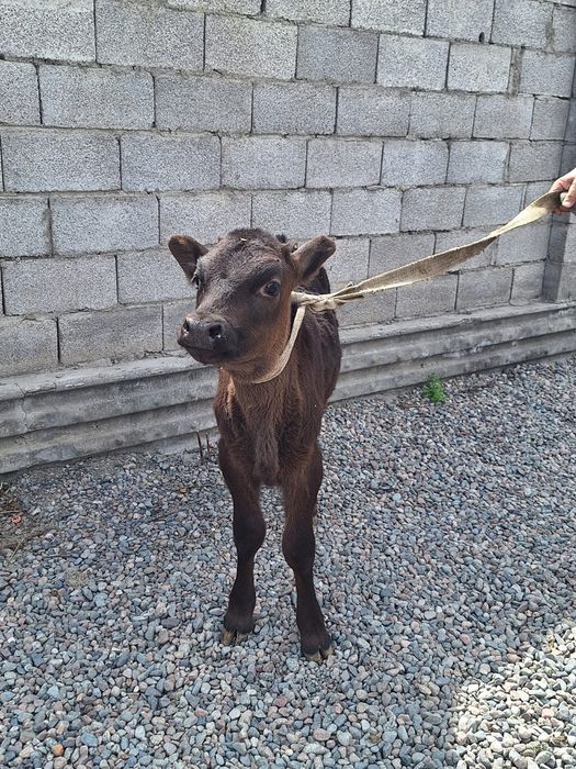 Телёнок бычок Алатау