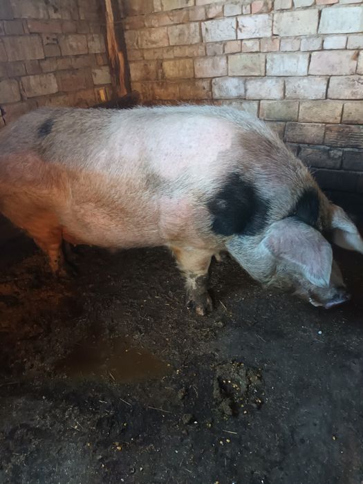 Мъжко неизкопено прасе