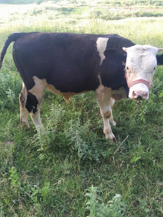 Vand tauraș bălțată românească din montă mai multe detalii la 0792973518