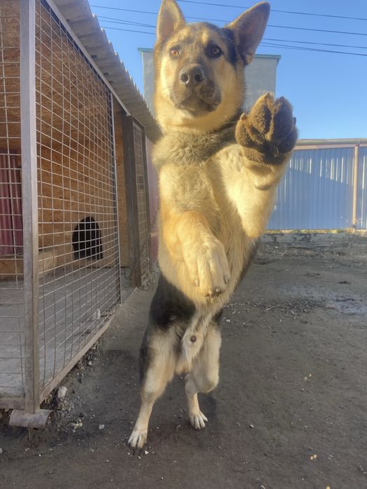 Кабель немецкая авчарка.