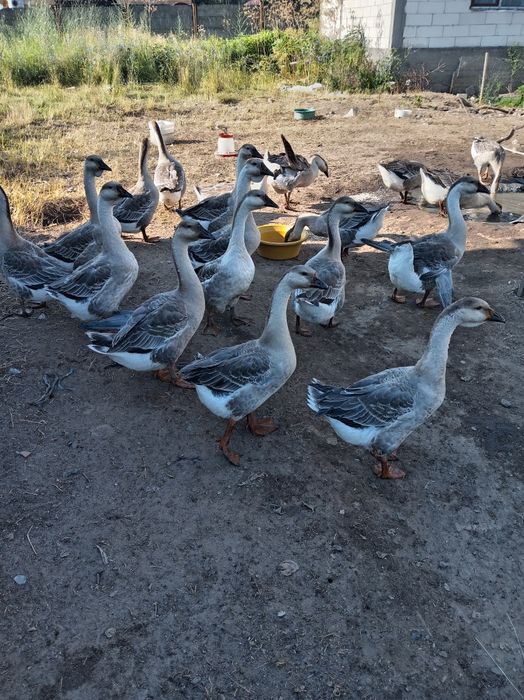 Vând 15 gâștii leșești tinere din anul acesta 150 ron