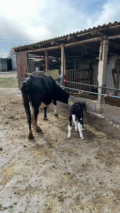 Сауынды сиыр бар сатылатын