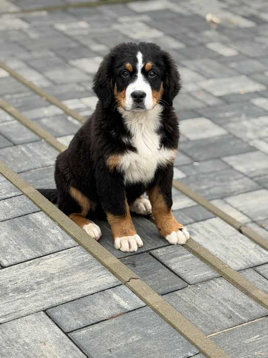 Ciobanesc de Berna -mascul