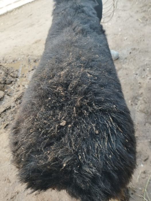 Семіз кошкарлар сатылады