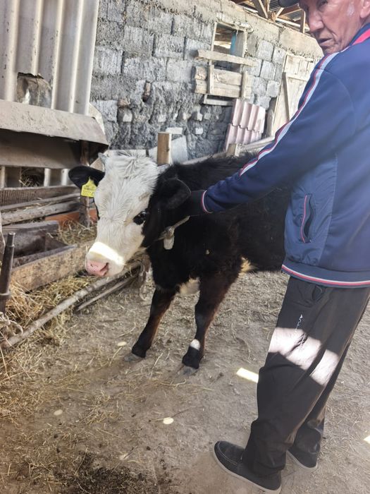 Обменяю годовалую тёлочку