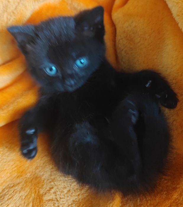 британские котята