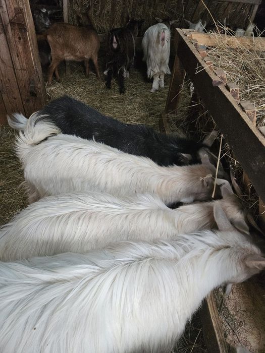 Vând.schimb iezii cu viței!!