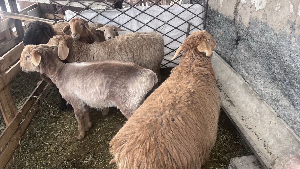 Токты сатылады ургашы