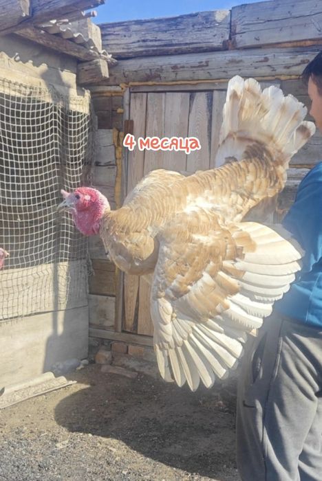 Продам индюшку с индюшатами
