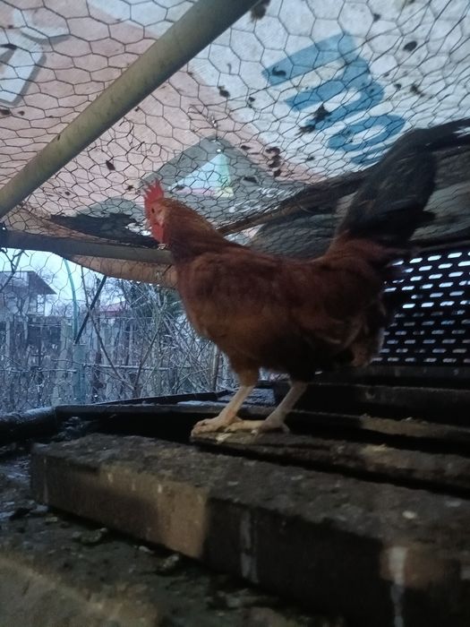 De vânzare găini și cocoșei pitici