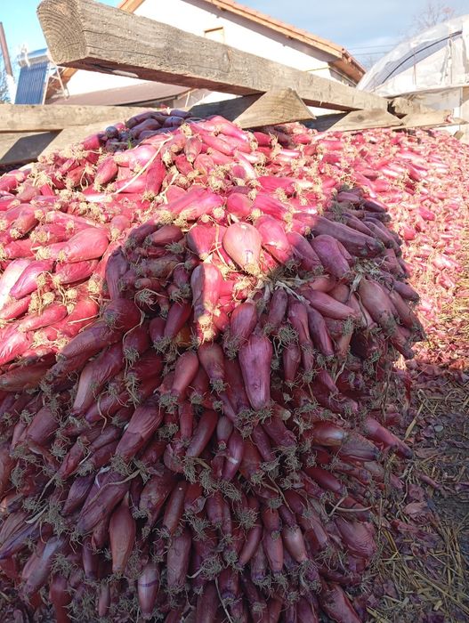 Ceapa roșie de Buzău