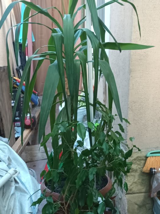 Plante de apartament