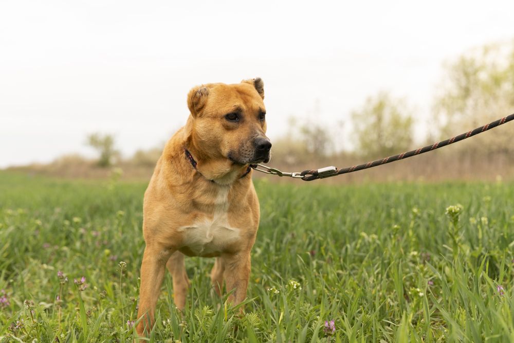 Caini pentru adoptie