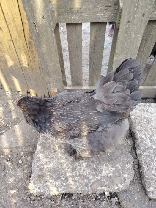 Brahma familie de anul trecut