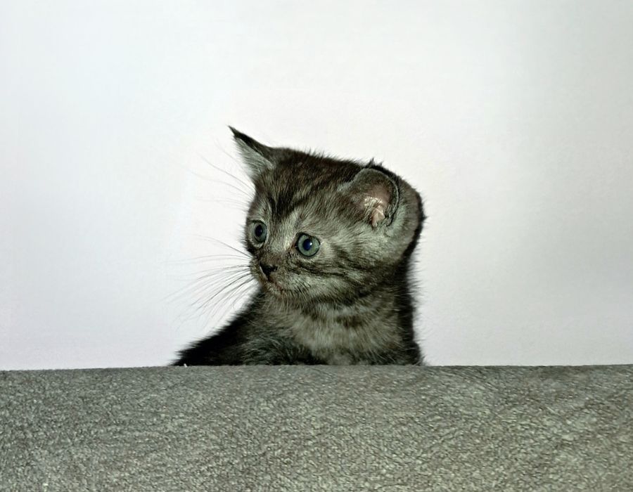 Шотландский прямоухий мальчик