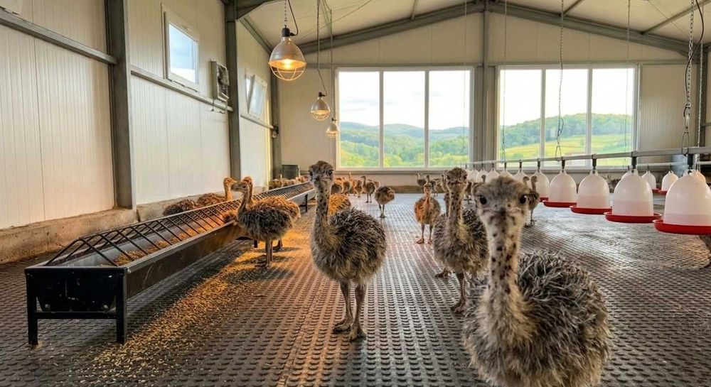 Pui de Struț – 1 lună – Fermă Pocola, Bihor