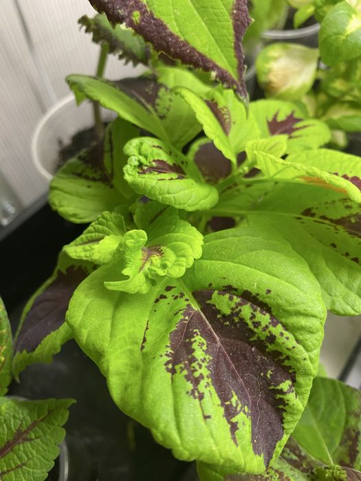 Колеус, растение для дома и сада