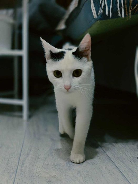 Кошка, стерилизованная