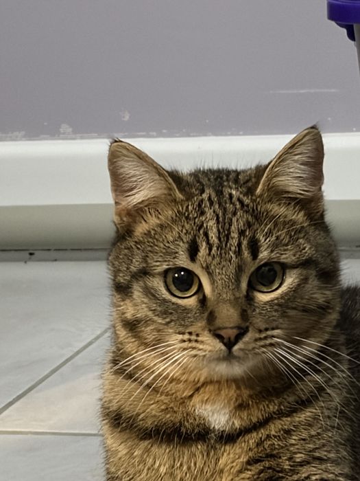 в добрые руки кота