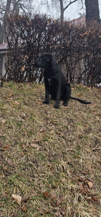 Собачка в добрые руки