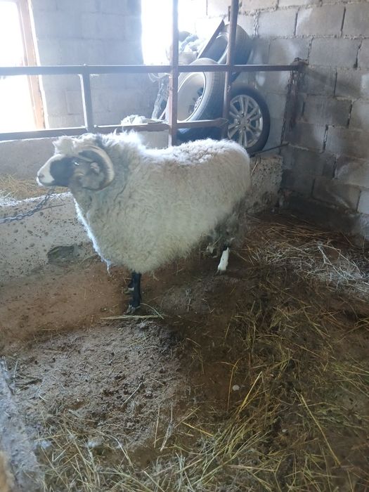 Романовский кошкар сатамын