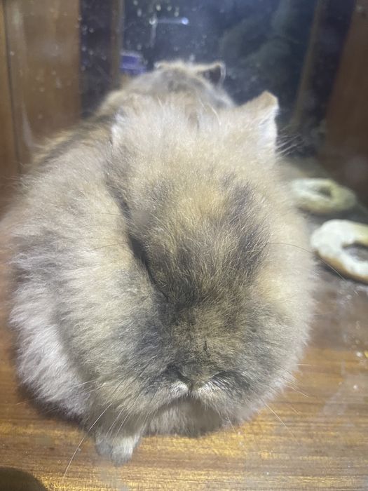 Кролики декоративные 2 шт