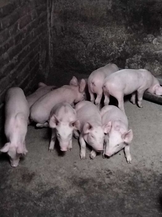 Продавам прасенца