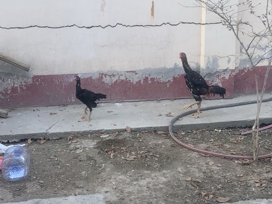 sotiladi optomga bor