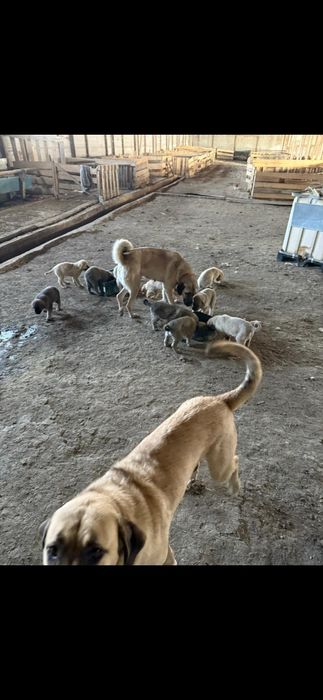 Kangal pui , caini rasa