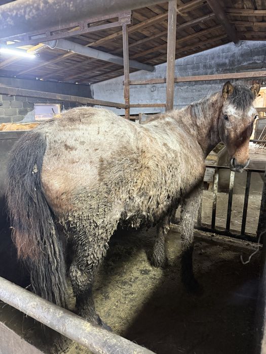 Лошадь с откорма крупная