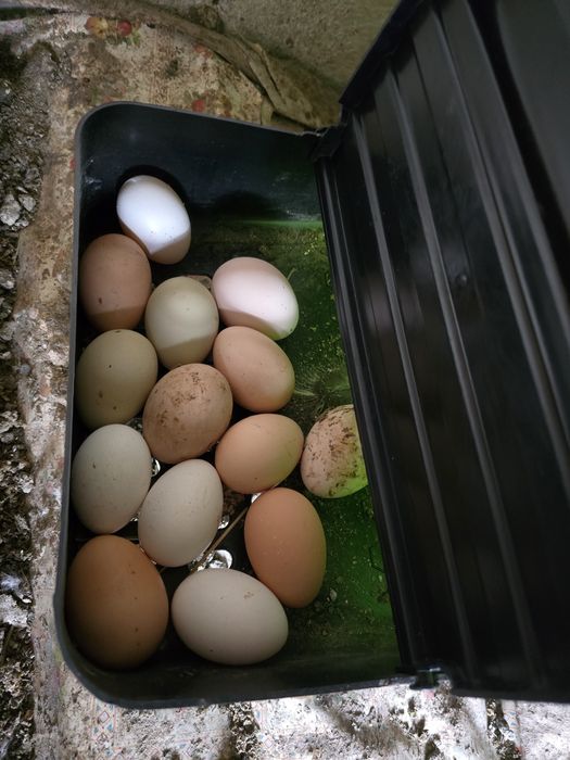 Домашни пресни яйца