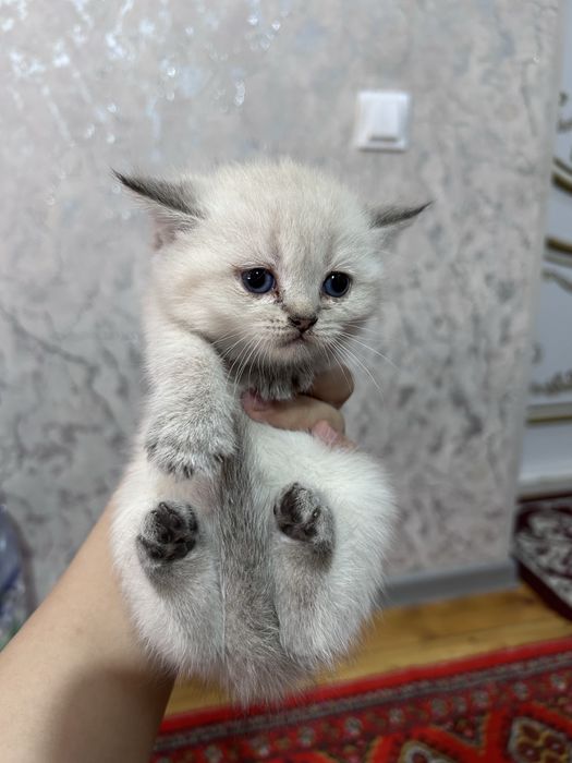 Продается котята