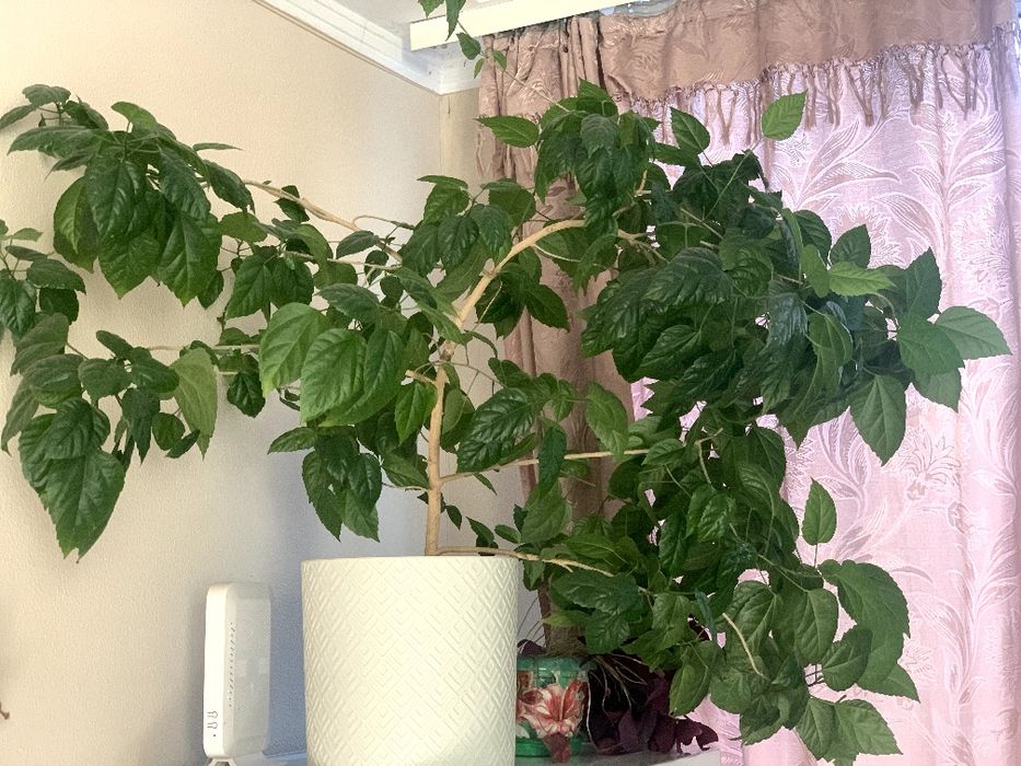 Гибискус -  китайская роза