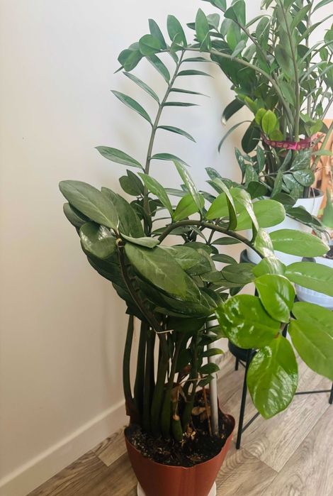 Крупные комнатные растения