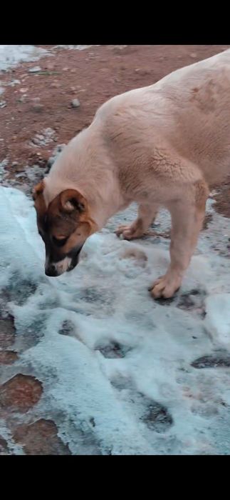 Алабай 7айлық қыз