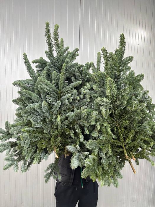 Ветки Пихты,живая елка,живая сосна,новогодняя елка