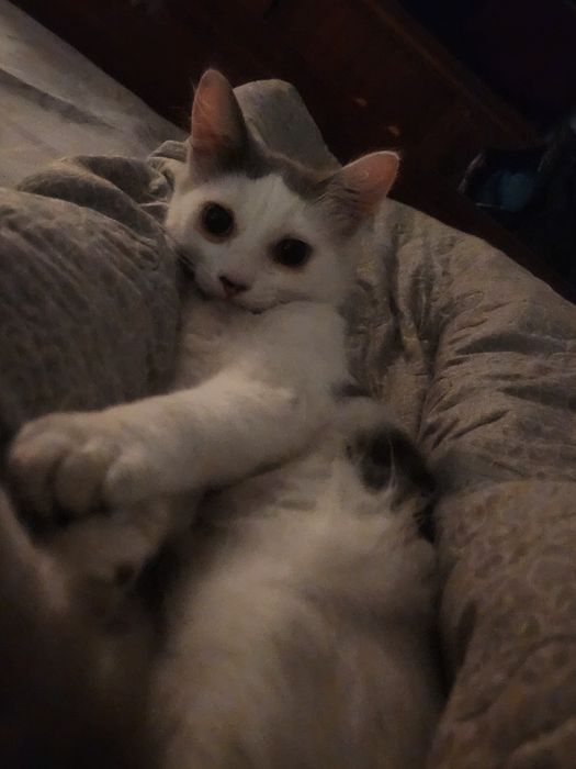 Отдам бесплатно котенка мальчика