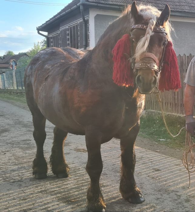 Armasar de calitate, posibil monta 5 ani in 3  mai