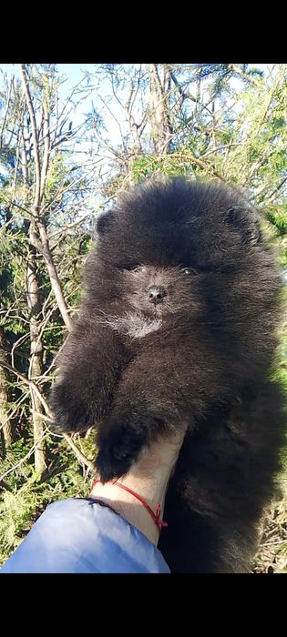 Померан померани