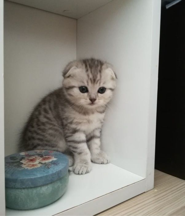 Продаётся британский котят