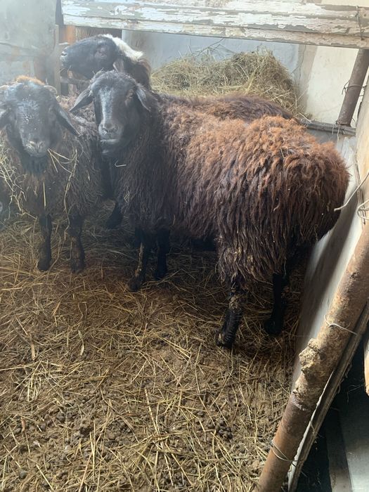 Продам с откорма продам