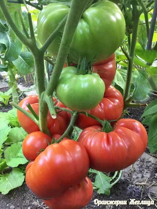 Разсади за Домати, Краставици, Билки и Цветя