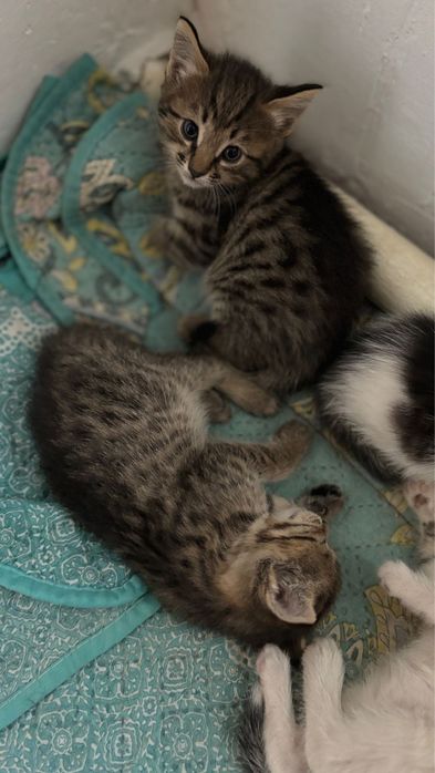 Котята 2месячные