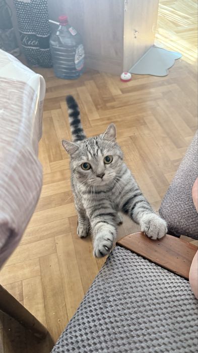 Найденыш котик в любищие руки