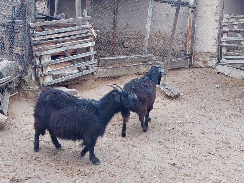 Семіз ірі денелі бойдақ ешкілер сатылады