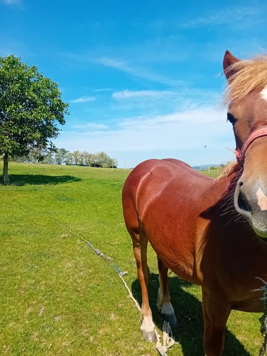 Vând manza de un an jumate