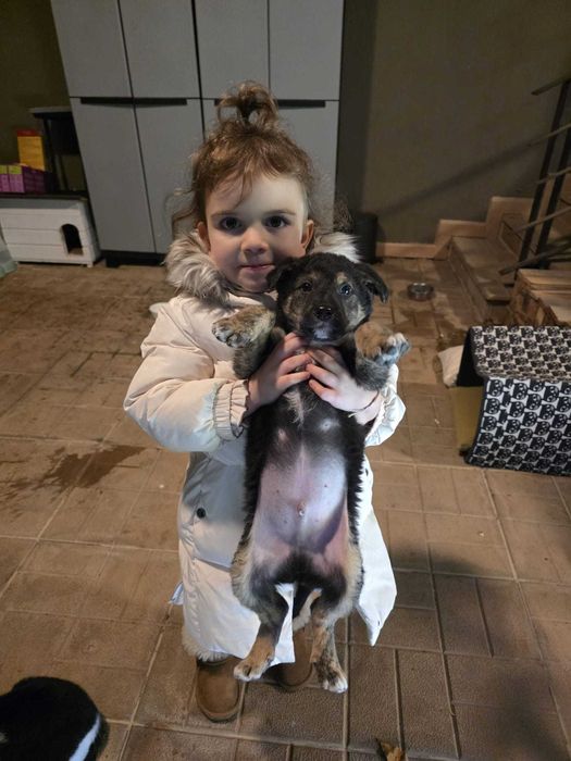 Pui de catel pentru adoptie (pereche) Targoviste, Dambovita - Superbi!