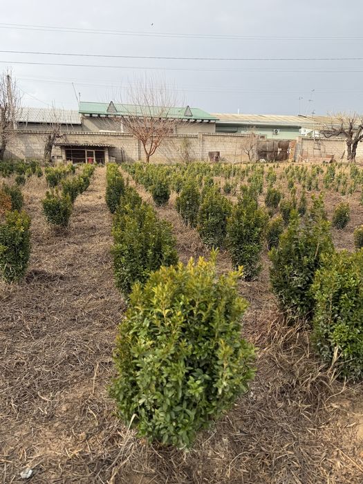 Shamshod шамшод kõchatlar